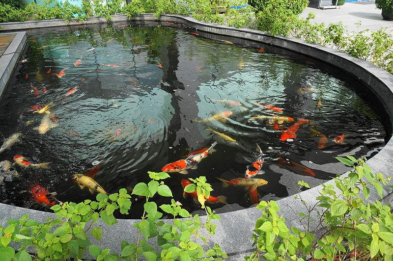 Typical koi pond